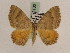  ( - BC PG Lep 0102)  @13 [ ] Copyright (2010) Unspecified Research Collection of Gergely Petranyi