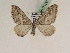  ( - BC PG Lep 0106)  @13 [ ] Copyright (2010) Unspecified Research Collection of Gergely Petranyi