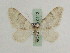  ( - BC PG Lep 0112)  @14 [ ] Copyright (2010) Unspecified Research Collection of Gergely Petranyi