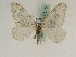  ( - BC PG Lep 0115)  @13 [ ] Copyright (2010) Unspecified Research Collection of Gergely Petranyi