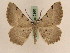  ( - BC PG Lep 0160)  @13 [ ] Copyright (2010) Unspecified Research Collection of Gergely Petranyi