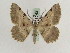  ( - BC PG Lep 0162)  @13 [ ] Copyright (2010) Unspecified Research Collection of Gergely Petranyi