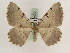  ( - BC PG Lep 0163)  @13 [ ] Copyright (2010) Unspecified Research Collection of Gergely Petranyi