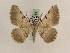  ( - BC PG Lep 0164)  @13 [ ] Copyright (2010) Unspecified Research Collection of Gergely Petranyi