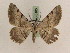  ( - BC PG Lep 0165)  @12 [ ] Copyright (2010) Unspecified Research Collection of Gergely Petranyi