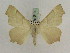  ( - BC PG Lep 0199)  @13 [ ] Copyright (2010) Unspecified Research Collection of Gergely Petranyi