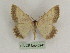  ( - BC PG Lep 0241)  @13 [ ] Copyright (2010) Unspecified Research Collection of Gergely Petranyi