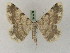  ( - BC PG Lep 0246)  @14 [ ] Copyright (2010) Unspecified Research Collection of Gergely Petranyi
