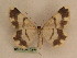  ( - BC PG Lep 0246)  @13 [ ] Copyright (2010) Unspecified Research Collection of Gergely Petranyi