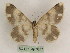  ( - BC PG Lep 0247)  @13 [ ] Copyright (2010) Unspecified Research Collection of Gergely Petranyi