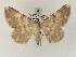  ( - BC PG Lep 0248)  @14 [ ] Copyright (2010) Unspecified Research Collection of Gergely Petranyi