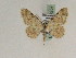  ( - BC PG Lep 0257)  @13 [ ] Copyright (2010) Unspecified Research Collection of Gergely Petranyi