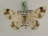  ( - BC PG Lep 0258)  @13 [ ] Copyright (2010) Unspecified Research Collection of Gergely Petranyi