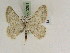  ( - BC PG Lep 0281)  @13 [ ] Copyright (2010) Unspecified Research Collection of Gergely Petranyi