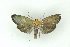  ( - BC ZSM Lep 19183)  @13 [ ] CreativeCommons - Attribution Non-Commercial Share-Alike (2010) Unspecified SNSB, Zoologische Staatssammlung Muenchen
