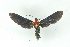  ( - BC ZSM Lep 19227)  @13 [ ] CreativeCommons - Attribution Non-Commercial Share-Alike (2010) Unspecified SNSB, Zoologische Staatssammlung Muenchen