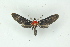  ( - BC ZSM Lep 19228)  @13 [ ] CreativeCommons - Attribution Non-Commercial Share-Alike (2010) Unspecified SNSB, Zoologische Staatssammlung Muenchen