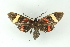  ( - BC ZSM Lep 19229)  @13 [ ] CreativeCommons - Attribution Non-Commercial Share-Alike (2010) Unspecified SNSB, Zoologische Staatssammlung Muenchen