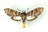  (Pachydota - BC ZSM Lep 19259)  @15 [ ] CreativeCommons - Attribution Non-Commercial Share-Alike (2010) Unspecified SNSB, Zoologische Staatssammlung Muenchen