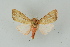  ( - BC ZSM Lep 19271)  @14 [ ] CreativeCommons - Attribution Non-Commercial Share-Alike (2010) Unspecified SNSB, Zoologische Staatssammlung Muenchen
