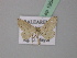  ( - BC ZSM Lep 19547)  @12 [ ] CreativeCommons - Attribution Non-Commercial Share-Alike (2010) Unspecified SNSB, Zoologische Staatssammlung Muenchen