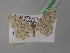  (Idaea muelleri - BC ZSM Lep 19549)  @14 [ ] CreativeCommons - Attribution Non-Commercial Share-Alike (2010) Unspecified SNSB, Zoologische Staatssammlung Muenchen