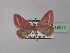  (Casilda - BC ZSM Lep 19577)  @13 [ ] CreativeCommons - Attribution Non-Commercial Share-Alike (2010) Unspecified SNSB, Zoologische Staatssammlung Muenchen