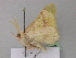  ( - BC ZSM Lep 19578)  @13 [ ] CreativeCommons - Attribution Non-Commercial Share-Alike (2010) Unspecified SNSB, Zoologische Staatssammlung Muenchen