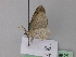  ( - BC ZSM Lep 19625)  @13 [ ] CreativeCommons - Attribution Non-Commercial Share-Alike (2010) Unspecified SNSB, Zoologische Staatssammlung Muenchen