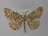  ( - BC ZSM Lep 19638)  @13 [ ] CreativeCommons - Attribution Non-Commercial Share-Alike (2010) Unspecified SNSB, Zoologische Staatssammlung Muenchen