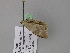  ( - BC ZSM Lep 24675)  @11 [ ] CreativeCommons - Attribution Non-Commercial Share-Alike (2010) Unspecified SNSB, Zoologische Staatssammlung Muenchen