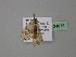  ( - BC ZSM Lep 24678)  @12 [ ] CreativeCommons - Attribution Non-Commercial Share-Alike (2010) Unspecified SNSB, Zoologische Staatssammlung Muenchen