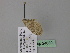  (Perizoma AH01Ir - BC ZSM Lep 24680)  @11 [ ] CreativeCommons - Attribution Non-Commercial Share-Alike (2010) Unspecified SNSB, Zoologische Staatssammlung Muenchen