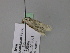  ( - BC ZSM Lep 24693)  @12 [ ] CreativeCommons - Attribution Non-Commercial Share-Alike (2010) Unspecified SNSB, Zoologische Staatssammlung Muenchen