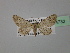  (Gymnoscelis rufifasciataAH01Sp - BC ZSM Lep 24732)  @11 [ ] CreativeCommons - Attribution Non-Commercial Share-Alike (2010) Unspecified SNSB, Zoologische Staatssammlung Muenchen