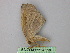  ( - BC ZSM Lep 26559)  @12 [ ] CreativeCommons - Attribution Non-Commercial Share-Alike (2010) Unspecified SNSB, Zoologische Staatssammlung Muenchen