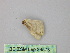  (Scopula AH01In - BC ZSM Lep 26573)  @12 [ ] CreativeCommons - Attribution Non-Commercial Share-Alike (2010) Unspecified SNSB, Zoologische Staatssammlung Muenchen