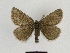  ( - SE MNC Lep 00491)  @11 [ ] Copyright (2010) Unspecified Museum fuer Naturkunde, Chemnitz