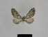  ( - SE MNC Lep 00537)  @12 [ ] Copyright (2010) Unspecified Museum fuer Naturkunde, Chemnitz