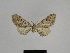  ( - SE MNC Lep 00544)  @12 [ ] Copyright (2010) Unspecified Museum fuer Naturkunde, Chemnitz