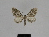  ( - SE MNC Lep 00545)  @12 [ ] Copyright (2010) Unspecified Museum fuer Naturkunde, Chemnitz