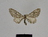  ( - SE MNC Lep 00552)  @12 [ ] Copyright (2010) Unspecified Museum fuer Naturkunde, Chemnitz