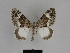  ( - SE MNC Lep 00575)  @13 [ ] Copyright (2010) Unspecified Museum fuer Naturkunde, Chemnitz
