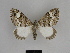 ( - SE MNC Lep 00576)  @14 [ ] Copyright (2010) Unspecified Museum fuer Naturkunde, Chemnitz