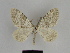  ( - SE MNC Lep 00578)  @14 [ ] Copyright (2010) Unspecified Museum fuer Naturkunde, Chemnitz