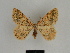  ( - SE MNC Lep 00625)  @11 [ ] Copyright (2010) Unspecified Museum fuer Naturkunde, Chemnitz