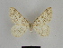  ( - SE MNC Lep 00626)  @13 [ ] Copyright (2010) Unspecified Museum fuer Naturkunde, Chemnitz