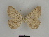  ( - SE MNC Lep 00630)  @14 [ ] Copyright (2010) Unspecified Museum fuer Naturkunde, Chemnitz