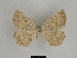  ( - SE MNC Lep 00631)  @13 [ ] Copyright (2010) Unspecified Museum fuer Naturkunde, Chemnitz