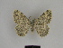  ( - SE MNC Lep 00640)  @12 [ ] Copyright (2010) Unspecified Museum fuer Naturkunde, Chemnitz